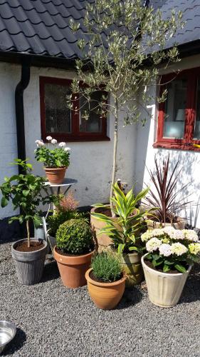 Borrby B&B in Ostra Hoby
