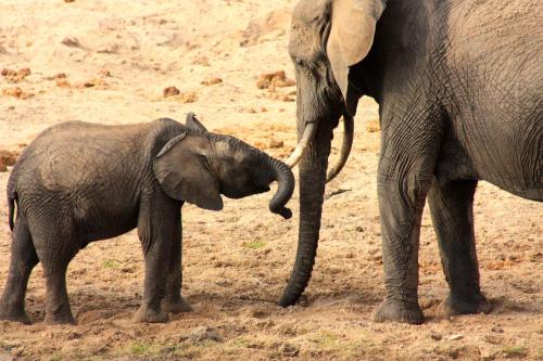 The Vijiji Center Lodge & Safari