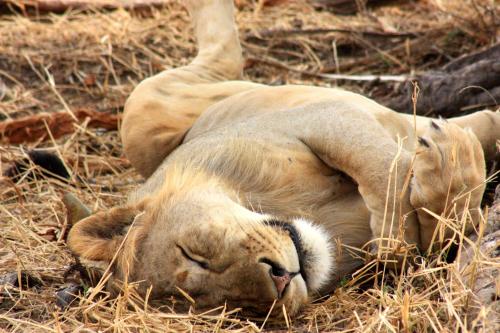 The Vijiji Center Lodge & Safari