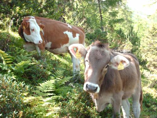 Haus Gavlik - image 13