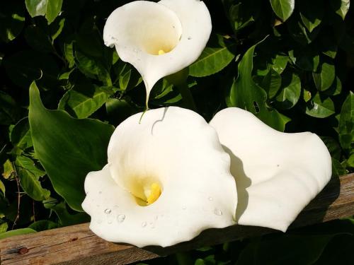 Alle Grazie - image 8