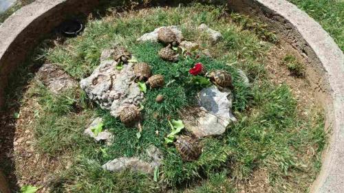 Agrotourism Galic Krka - image 2