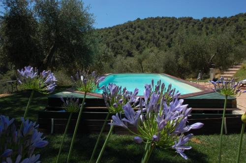 Il Pino - Accommodation - Vetulonia