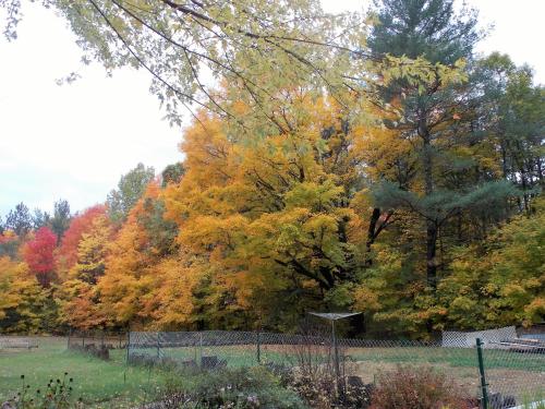 Kilátás, Bear & Butterfly Bed and Breakfast in Gravenhurst
