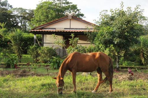 Pet Friendly Finca Lindos Ojos