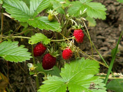 Cozy Apartment in Auvergne France with terrace offering mountain views gîte à louer Glozel