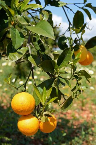 Agroturismo Sa Pletassa