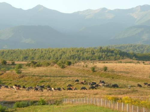 La Curtea Porumbaceana