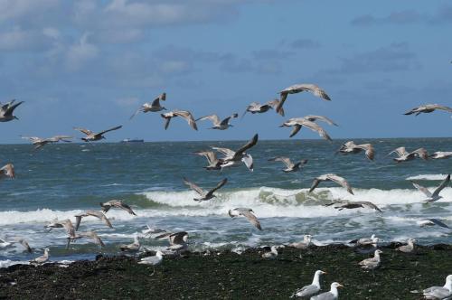 Beach, Bed & Breakfast aan Zee in Callantsoog
