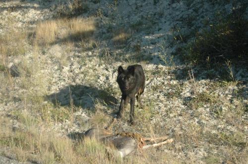 منتجع ذا هاتشيت  منتجع ذا هاتشيت