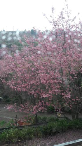 Qing Jing Xiao Taiyang Jingguan Homestay - 주변 환경