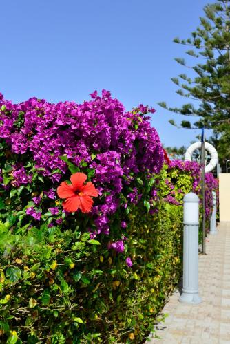 Napa Prince Hotel Apts - image 6