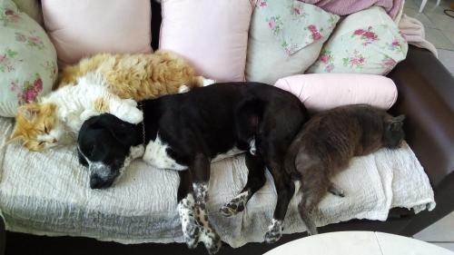 Chambre d'Hôtes du Phenix chambre d'hôte Lacanau-Océan