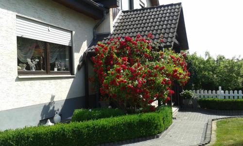 Ferienwohnung Schmetterling - Apartment - Fritzlar