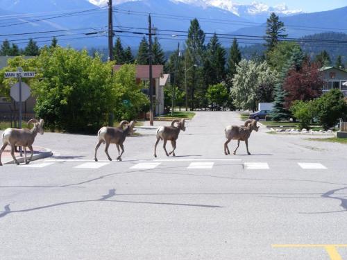 Mountain View Radium Condo - Copper Horn Village