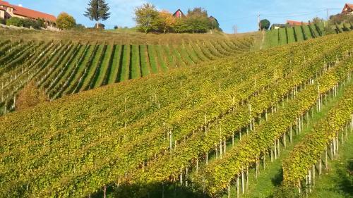 Weingut Stoff