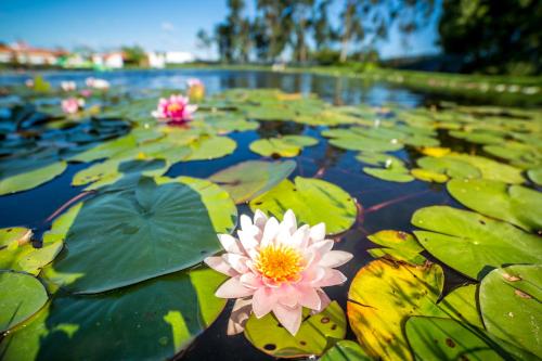 Monte do Zeca - image 7