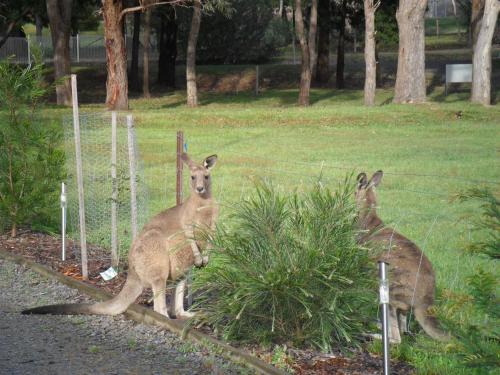 Grampians Chalets