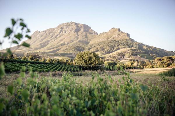 På billedet ses objektet Le Pommier Wine Estate beliggende i byen Pniel.