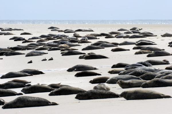 Borkumunterkunft - Woh2 - Im Herzen Der Insel - Borkum