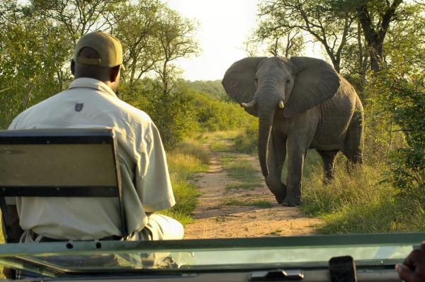 A la foto es mostra l'objecte Lukimbi Safari Lodge situat a la ciutat de Malelane.