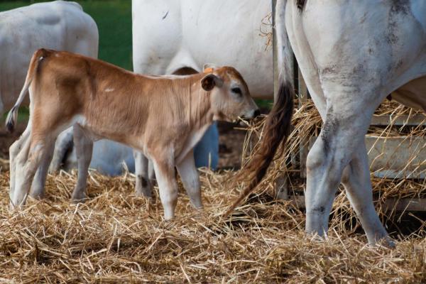Agriturismo Al Girasole - Provinz Grosseto