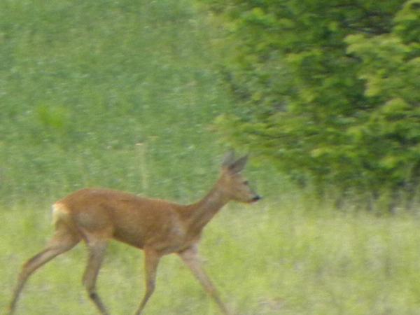 Foto 7: Taillefer