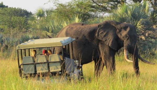 Na fotografii je vidět objekt Tembe Elephant Park Lodge nacházející se ve městě Siweni.