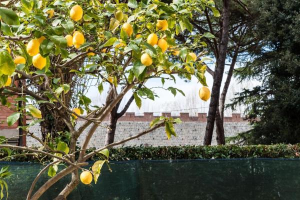 A la foto es mostra l'objecte Lemon House YELLOW situat a la ciutat de Pisa.