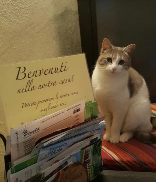Kuvassa näkyy kohde B&B Meladormo, joka sijaitsee kaupungissa Bortigiadas.
