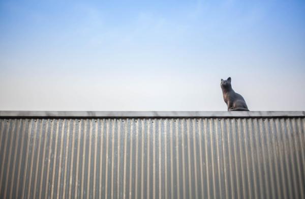 Foto 1: 양철지붕위의 고양이Cat on a Hot Tin Roof
