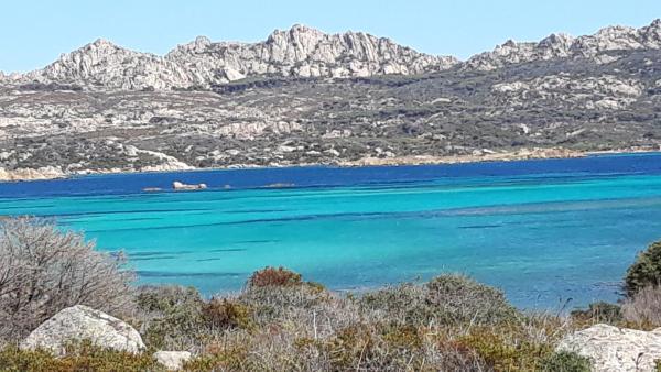 L’asfodelo - La Maddalena