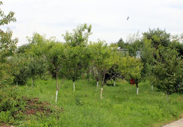 Bild 5: Anuța