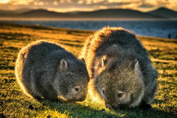 Nella foto è visibile l'oggetto Hill End Lodge situato nella città di Sofala.