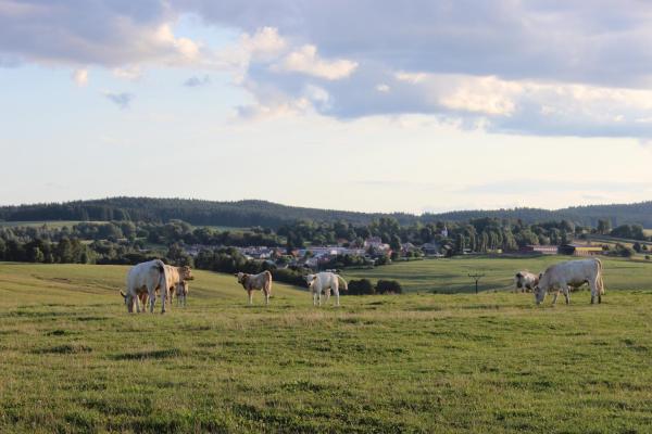 Na fotografii je vidět objekt Čtyři pokoje nacházející se ve městě Lesná.
