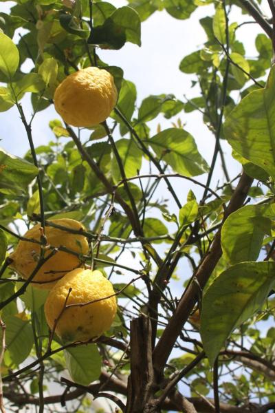 照片显示了位于Mondello市的VILLA LEA物件。