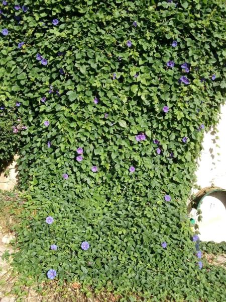 Gite Volubilis Bleu - Autignac