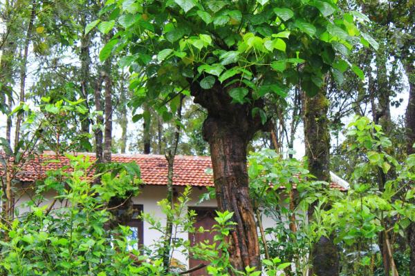 A la foto es mostra l'objecte Vastare Homestay and Resort Chikmagalur situat a la ciutat de Avathi.