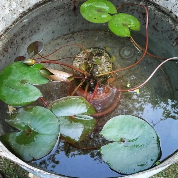 Fotografie 3: Tra grilli e cicale