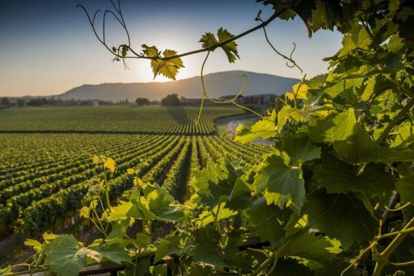 På billedet ses objektet CasaViva - Grazioso Bilocale in Franciacorta beliggende i byen Ospitaletto.
