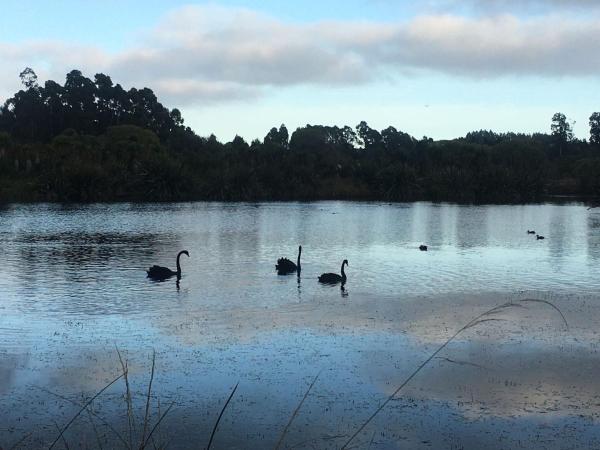 Na zdjęciu widoczny jest obiekt Calm Swan Villa położony w mieście Belfast.