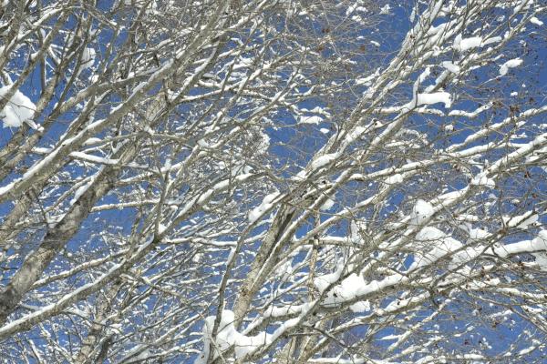 写真にはBiel市にあるChalet Zuckerpuppaが写っています。