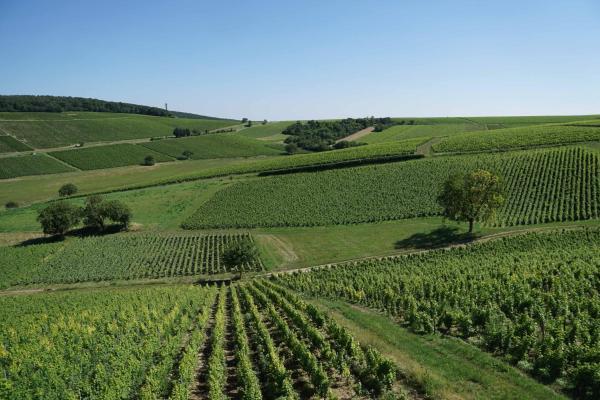 Au Pied Des Vignes - Sancerre