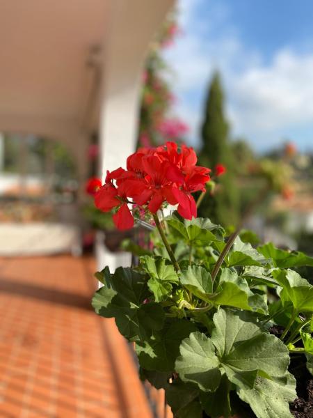 Casa Zawadi - Mijas
