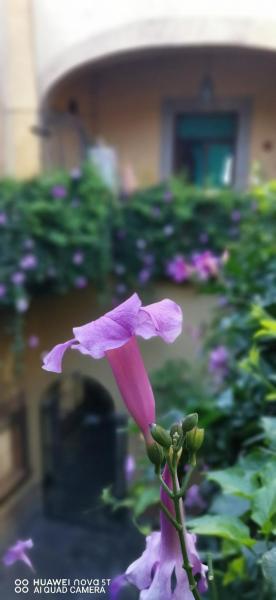 På billedet ses objektet Lavanda Centro Histórico de Querétaro beliggende i byen Querétaro.