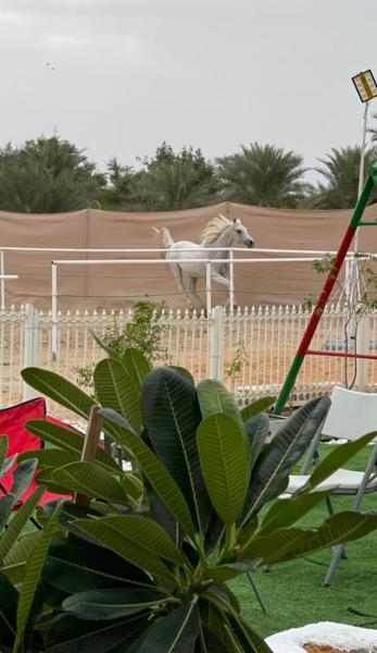 Auf dem Foto ist das Objekt The Peace إستراحة السلام in der Stadt Abu Dhabi zu sehen.