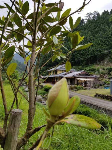 泰山木美山の写真6