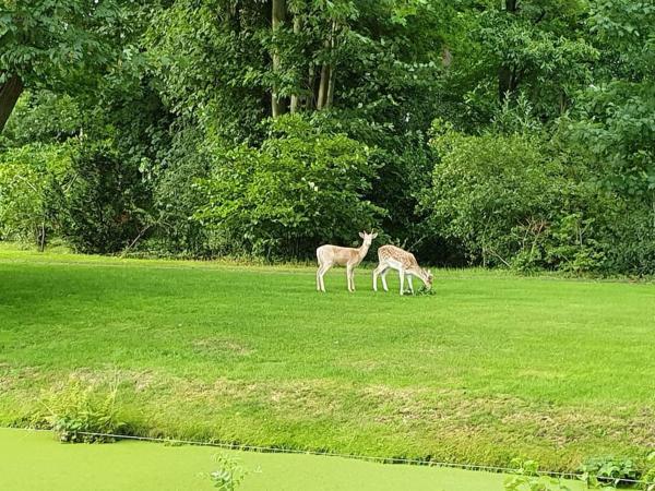 Foto 3: Midden in de Friese bossen op landgoed Princenhof