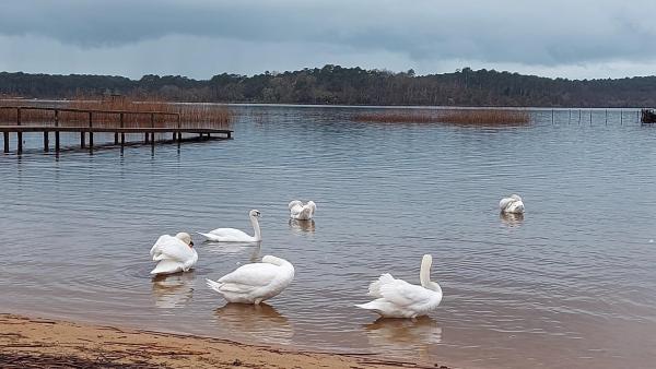 Foto 4: T2, 50m du lac, PISCINE, WIFI, jardin terrasse sans vis-à-vis, 1 à 4 pers