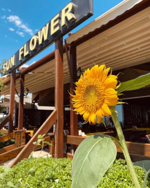 Nella foto è visibile l'oggetto Sun Flower Apart Hotel situato nella città di Side.
